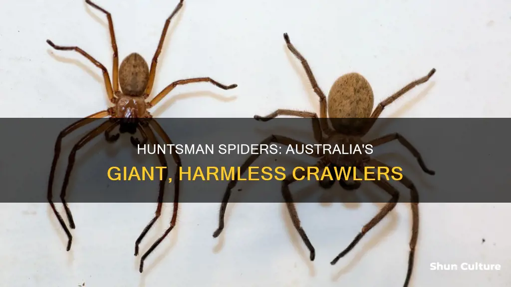 how big is the huntsman spider from australia