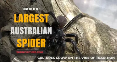 Massive Australian Spiders: How Big Do They Get?