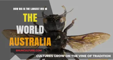 Giant Bees: Australia's Largest Native Bee Species