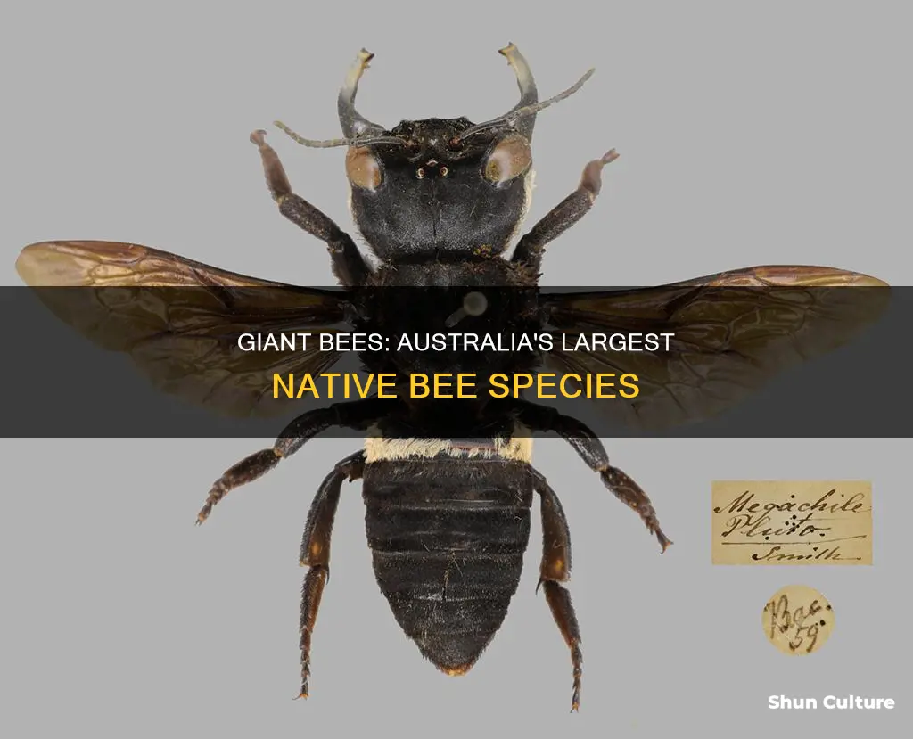 how big is the largest bee in the world australia