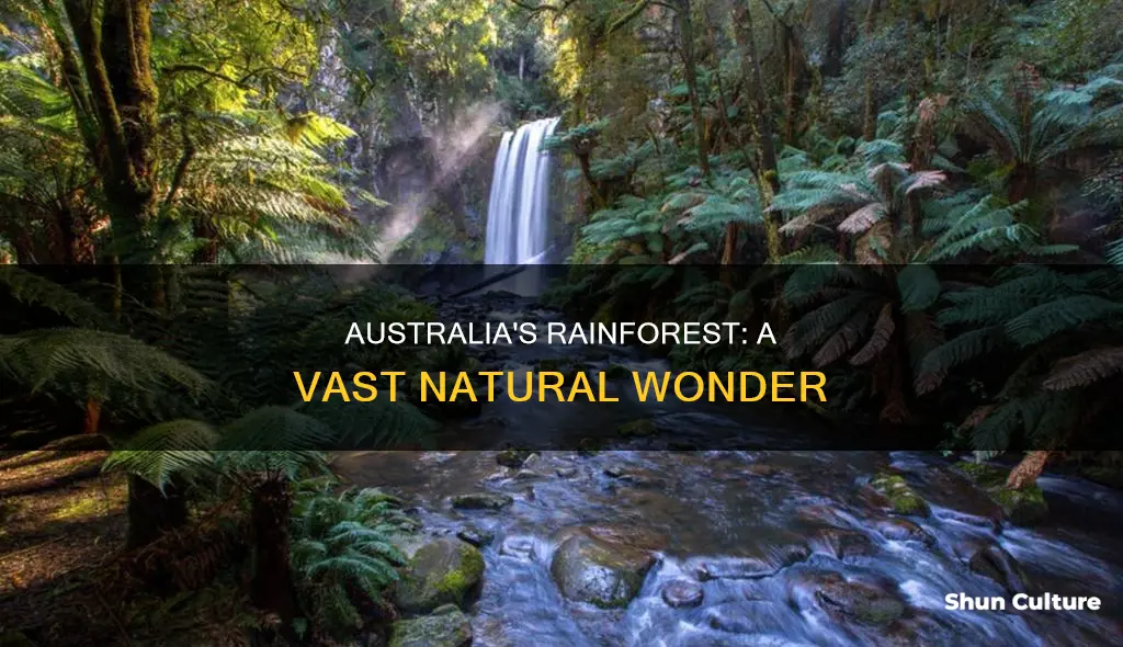 how big is the rainforest in australia