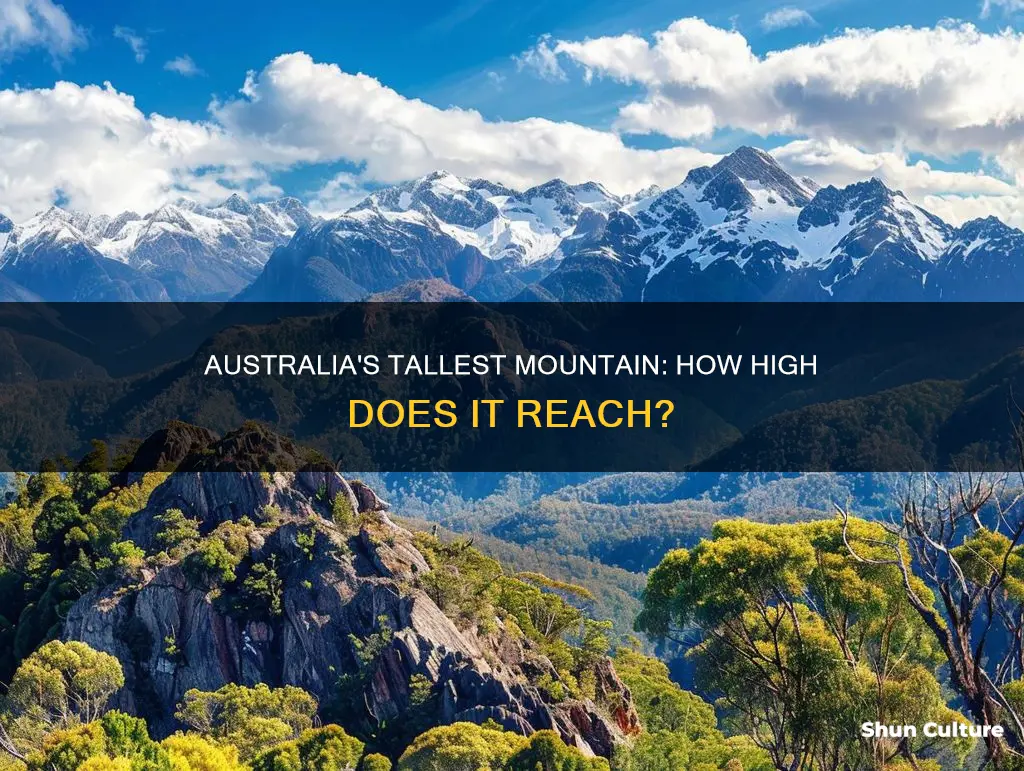 how big is the tallest mountain in australia
