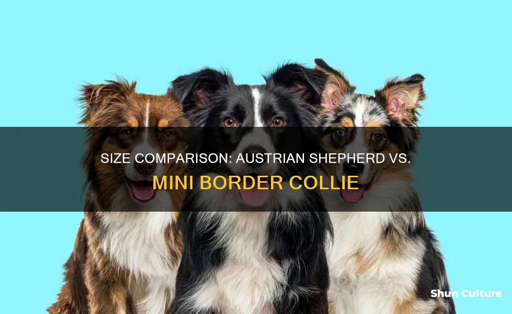 how big will austrian sheppherd and mini boarded collie get