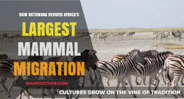 Botswana's Revival: Restoring Africa's Largest Mammal Migration