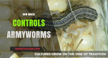 Brazil's Innovative Strategies to Combat Armyworm Infestations Effectively