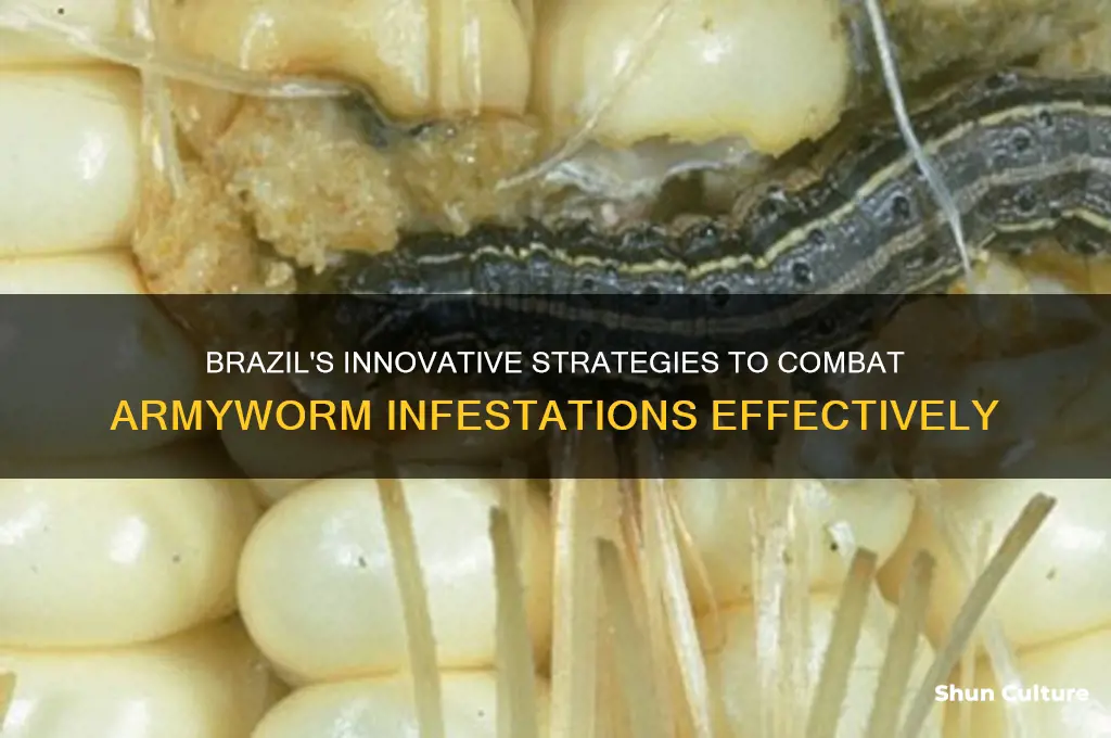 how brazil controls armyworms