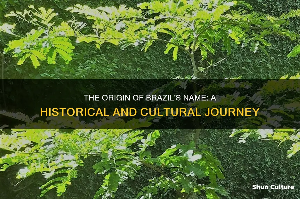 how brazil got its name