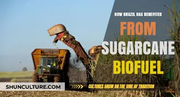 Brazil's Sugarcane Biofuel Revolution: Economic and Environmental Benefits