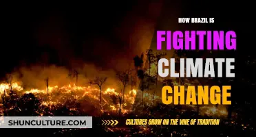 Brazil's Bold Battle: Innovative Strategies to Combat Climate Change