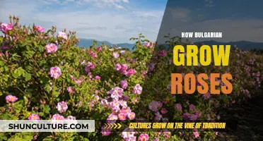 Cultivating Beauty: The Art of Growing Roses in Bulgaria