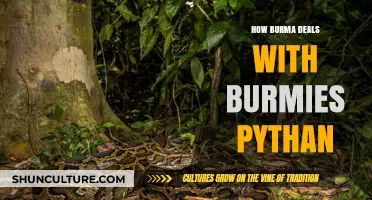 Navigating the Complex Relationship Between Burma and the Burmese Python