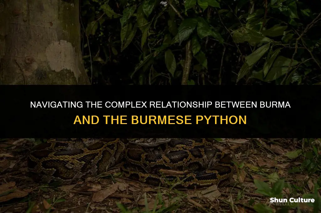 how burma deals with burmies pythan