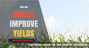 Boosting Brazil's Agricultural Productivity: Strategies for Higher Yields and Sustainability