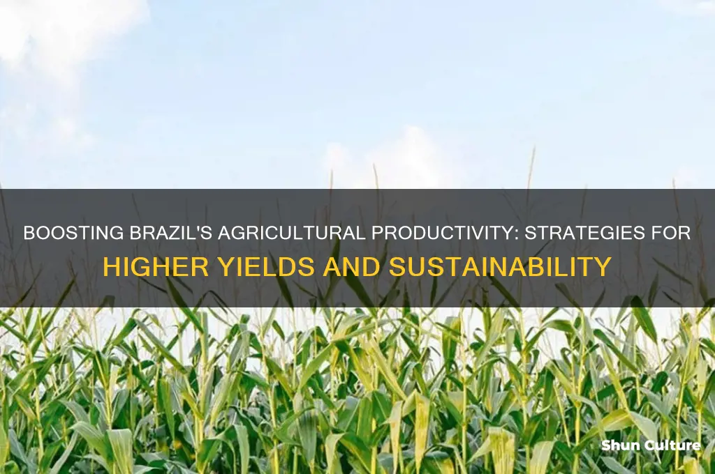 how can brazil improve yields