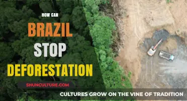 Combating Deforestation: Strategies for Brazil's Sustainable Forest Preservation