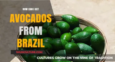 Sourcing Brazilian Avocados: A Comprehensive Guide to Importing and Enjoying