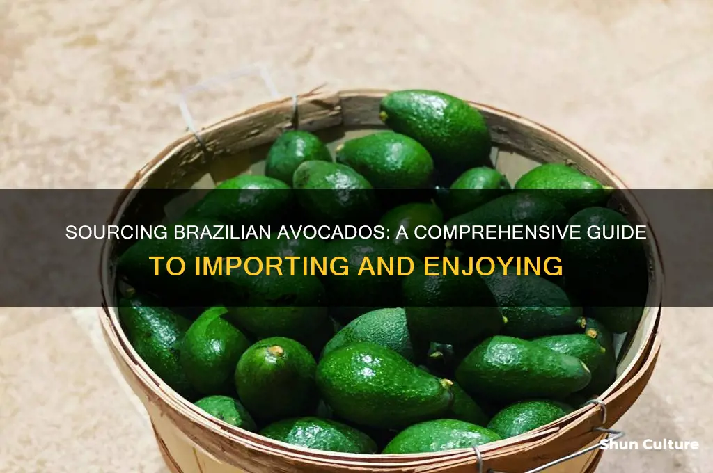 how can I get avocados from brazil
