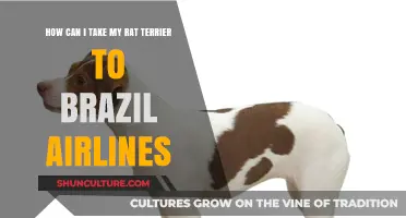 Traveling to Brazil with Your Rat Terrier: Airline Tips and Guidelines