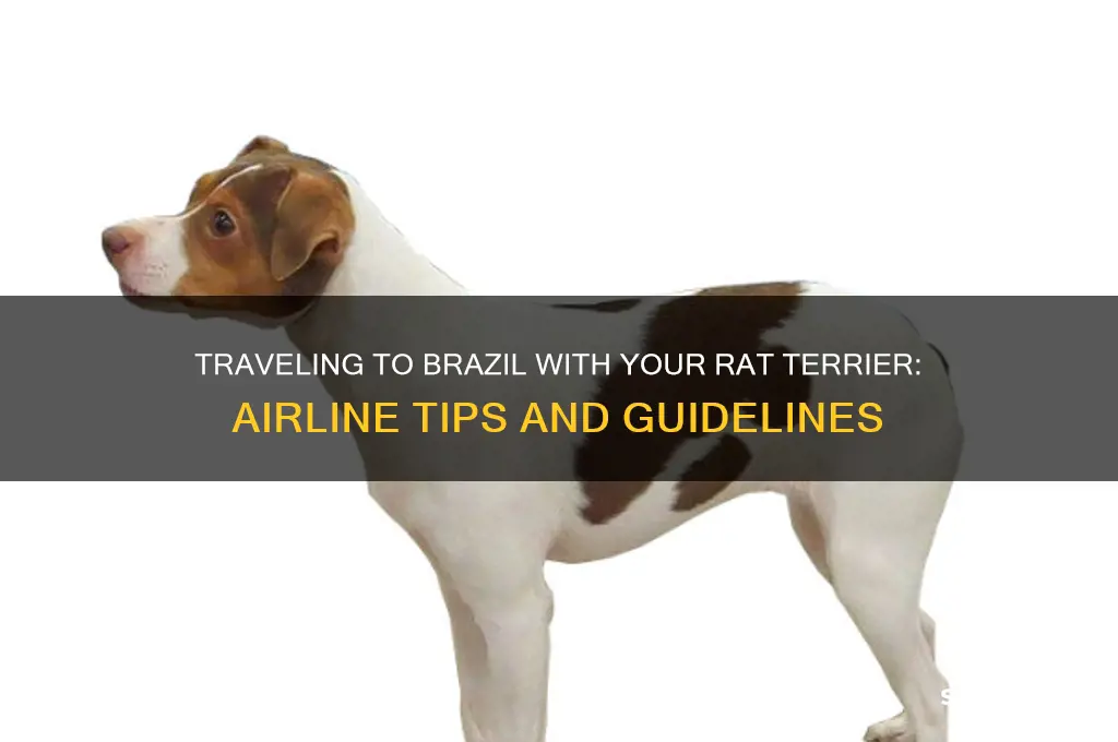 how can I take my rat terrier to brazil airlines