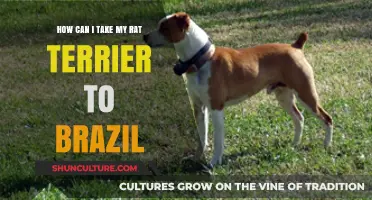 Traveling to Brazil with Your Rat Terrier: A Comprehensive Guide