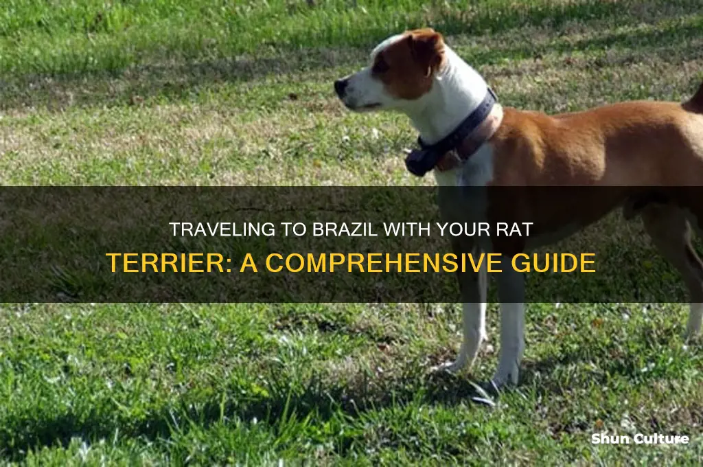how can I take my rat terrier to brazil