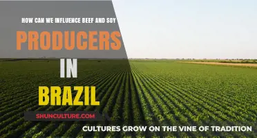 Sustainable Strategies to Influence Beef and Soy Producers in Brazil