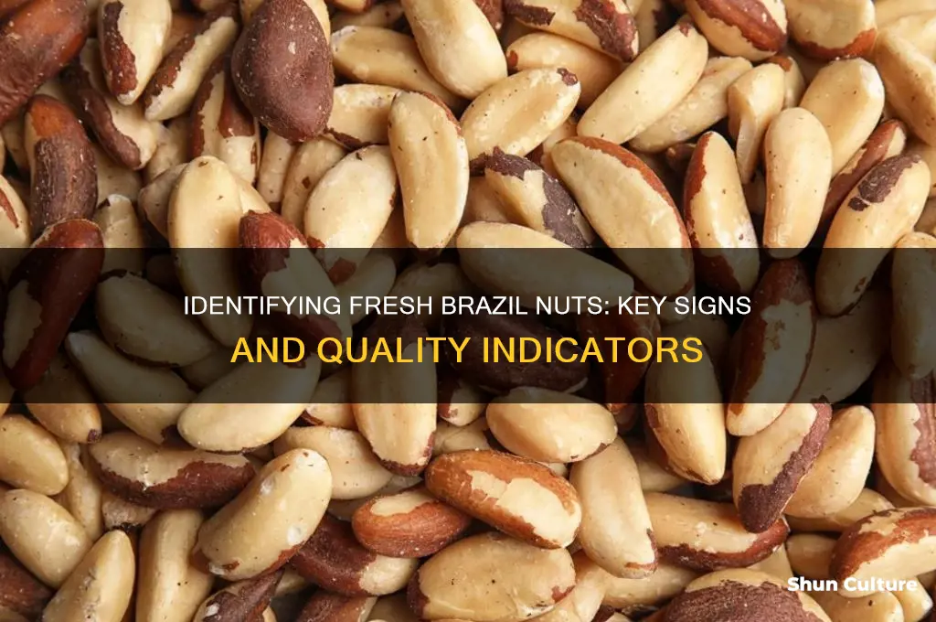 how can you tell if brazil nuts are fresh