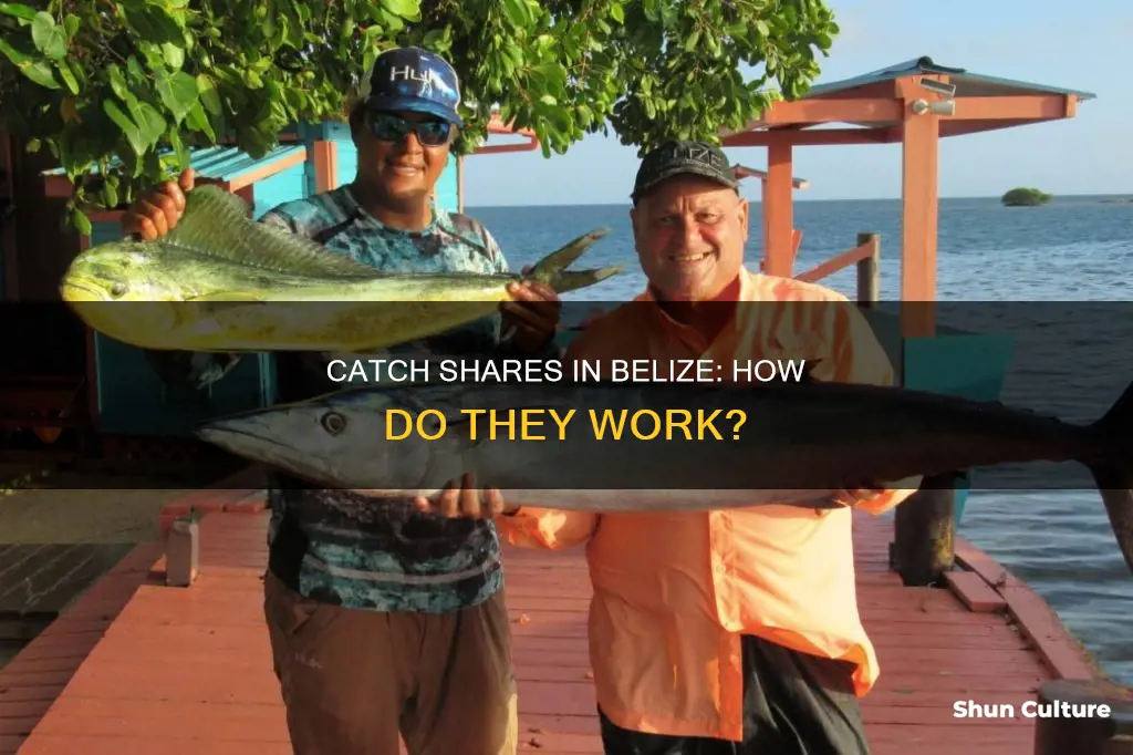 how catch shares work in belize