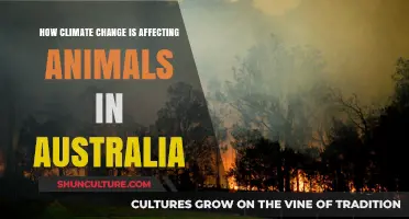 Climate Change Impacts: Australia's Wildlife at Risk