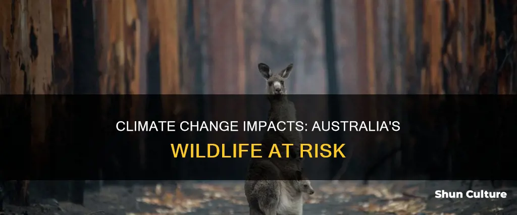how climate change is affecting animals in australia