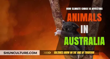 Climate Change Impacts: Australian Wildlife at Risk