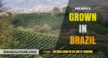 Brazil's Coffee Journey: From Lush Plantations to Your Morning Cup