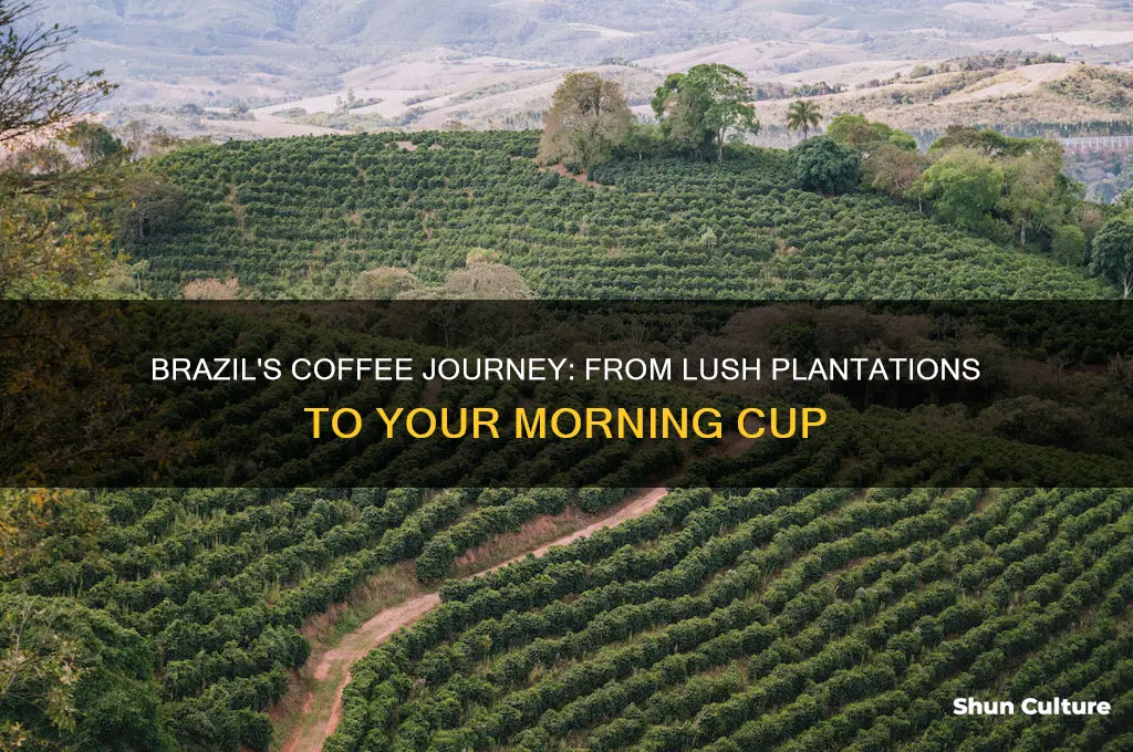 how coffee is grown in brazil