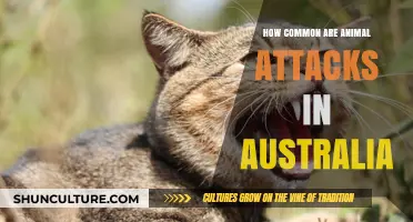 Animal Attacks in Australia: How Frequent Are They?