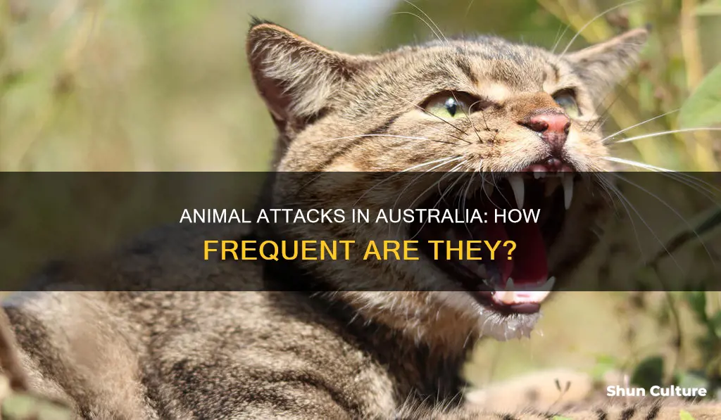 how common are animal attacks in australia
