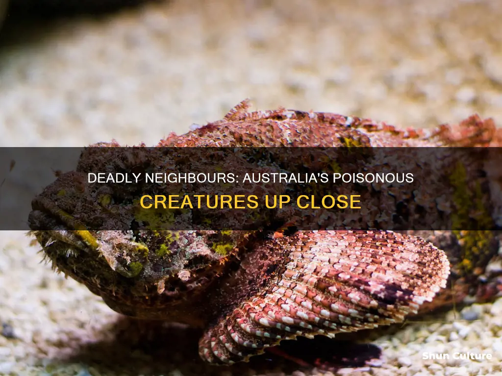 how common are australias poisenous creatures near people