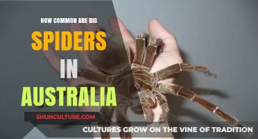Spiders Down Under: How Widespread Are They?