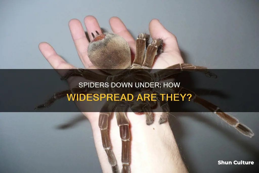 how common are big spiders in australia
