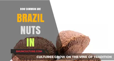 Brazil Nuts: Their Prevalence and Popularity Worldwide Explained