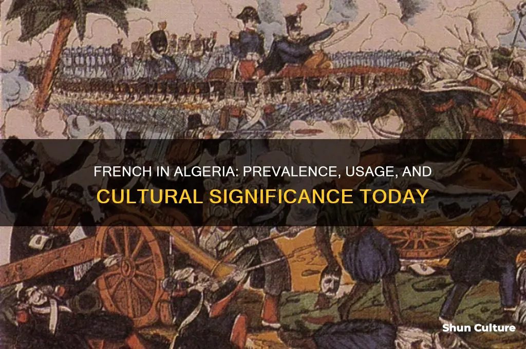 how common is french in algeria