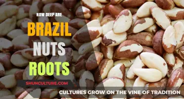 Exploring the Surprising Depth of Brazil Nut Tree Roots