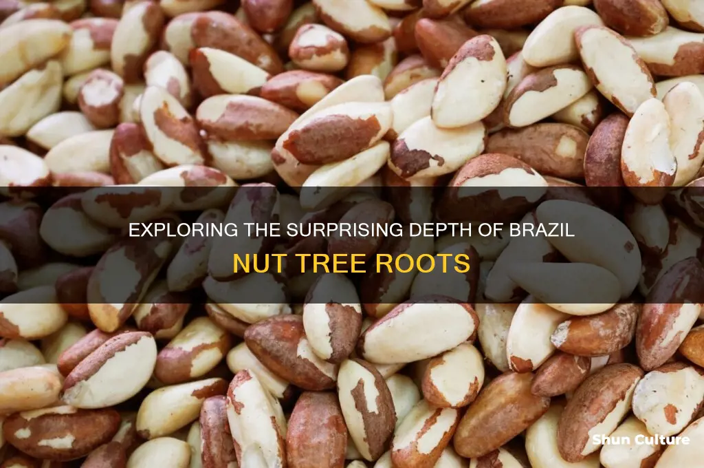 how deep are brazil nuts roots