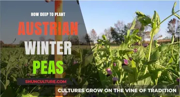 Planting Austrian Winter Peas: Depth for Success