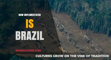 Brazil's Deforestation Crisis: Uncovering the Devastating Loss of Amazon Rainforest
