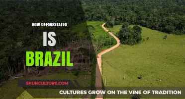 Brazil's Deforestation Crisis: Uncovering the Devastating Loss of Amazon Rainforest