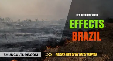Devastating Impacts: How Deforestation is Transforming Brazil's Environment and Economy