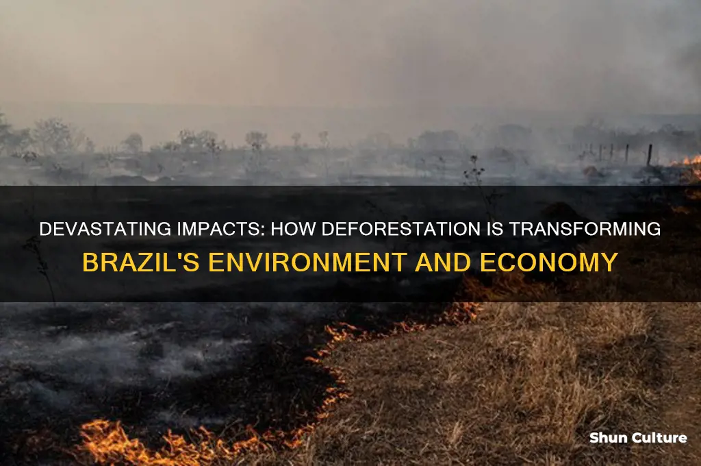 how deforestation effects brazil