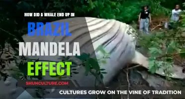 Whale in Brazil: Mandela Effect Mystery Unveiled