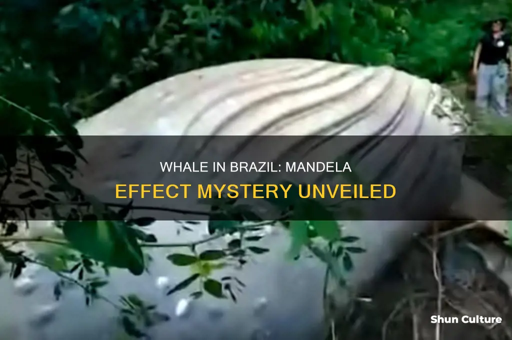 how did a whale end up in brazil mandela effect