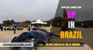 Whale in Brazil: Unraveling the Mystery of Its Unexpected Journey
